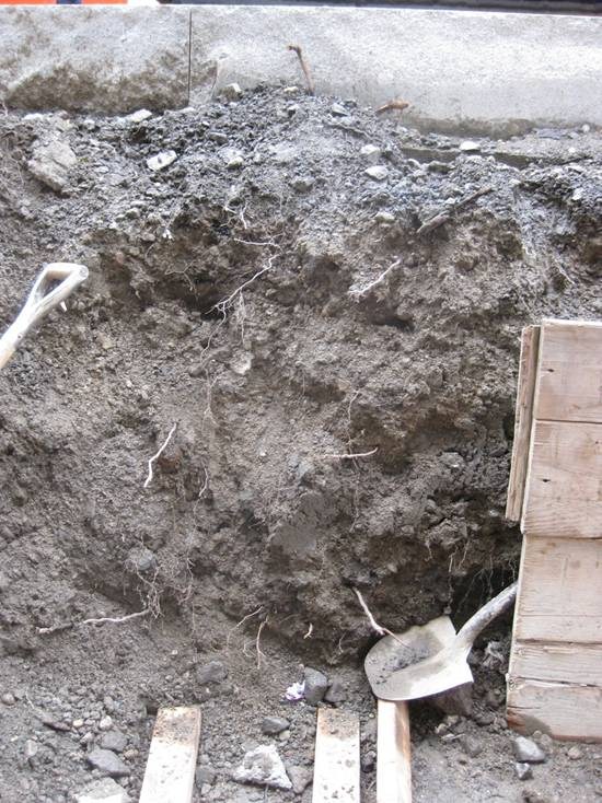 How Deep Do Tree Roots Grow? DeepRoot Blog